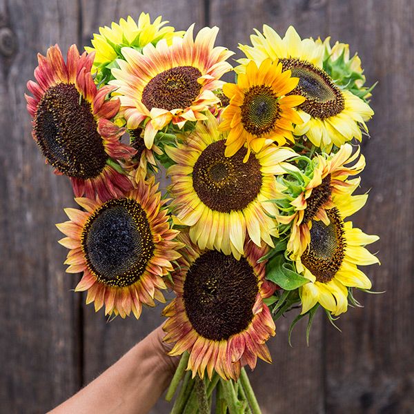 Evening Colors Sunflower