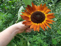 Evening Sun Sunflowers