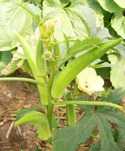 Evertender Okra