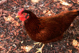 Rhode Island Red Chicks – Buy 10 + 5 Bonus Free (15 All-Female, Shipping Included)