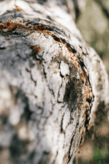 XL Ultimate Survival Chainsaw Kit - Gen 2 - Sale!