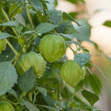 Verde Tomatillo Seeds (Organic)