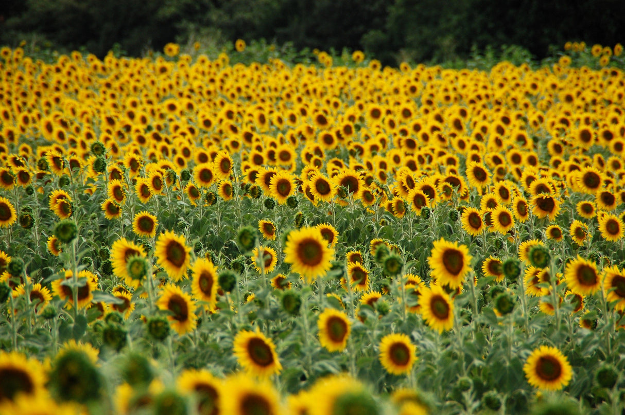 50 HOPI Black Dye SUNFLOWER Helianthus Annuus Flower Seeds