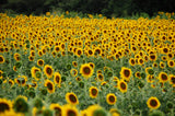 50 HOPI Black Dye SUNFLOWER Helianthus Annuus Flower Seeds