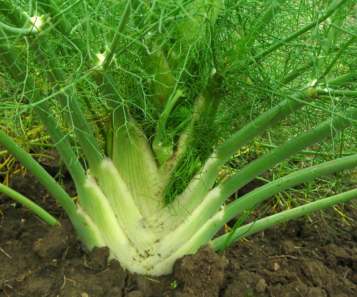 Fennel, Florence