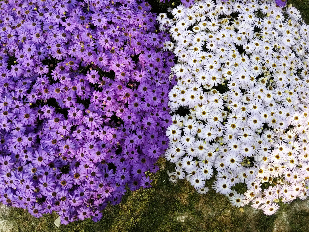 200 Purple Mix SWAN RIVER DAISY Brachyscome Iberidifolia Flower Seeds