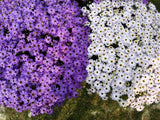 200 Purple Mix SWAN RIVER DAISY Brachyscome Iberidifolia Flower Seeds