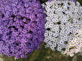 200 Mixed Colors SWAN RIVER DAISY Brachyscome Iberidifolia Flower Seeds