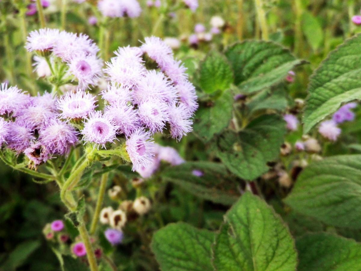 Ageratum, Dondo Blue