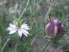 Mixed Colors Nigella Love in a Mist