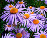100 Purple NEW ENGLAND ASTER (Michaelmas Daisy) Aster Novae var Angliae Flower Seeds