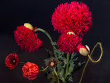 100 Giant Double RED PEONY POPPY Papaver Peoniflorum Flower Seeds