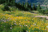 20 MEADOW ARNICA Chamissonis Silver American Native Yellow Flower Herb Seeds