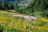 20 MEADOW ARNICA Chamissonis Silver American Native Yellow Flower Herb Seeds