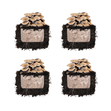 Black King Oyster 'Plant & Grow' Mushroom Starter Block