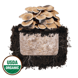 Black King Oyster 'Plant & Grow' Mushroom Starter Block
