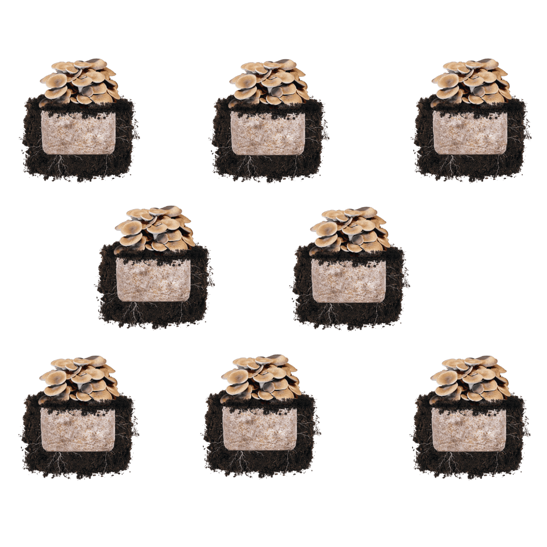Black King Oyster 'Plant & Grow' Mushroom Starter Block