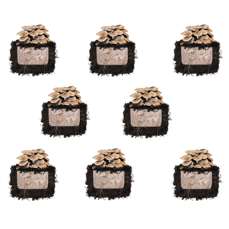 Black King Oyster 'Plant & Grow' Mushroom Starter Block