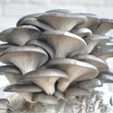 Organic Blue Oyster Mushroom Fruiting Block