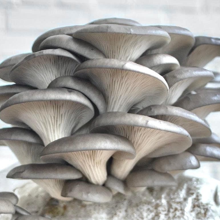 Blue Oyster 'Plant & Grow' Mushroom Starter Block