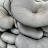 Organic Blue Oyster Mushroom Fruiting Block