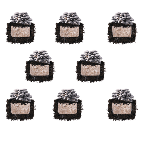Blue Oyster 'Plant & Grow' Mushroom Starter Block