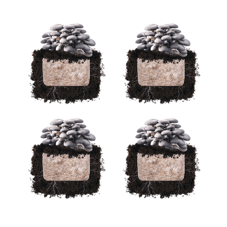 Blue Oyster 'Plant & Grow' Mushroom Starter Block