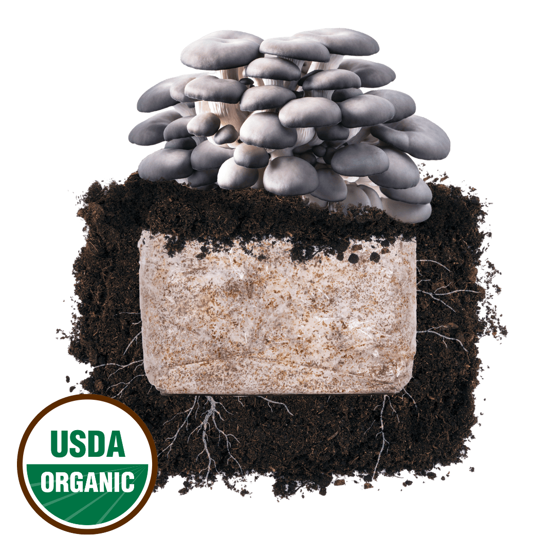 Blue Oyster 'Plant & Grow' Mushroom Starter Block