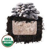 Blue Oyster 'Plant & Grow' Mushroom Starter Block
