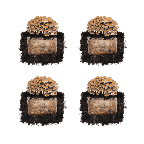 Chestnut 'Plant & Grow' Mushroom Starter Block