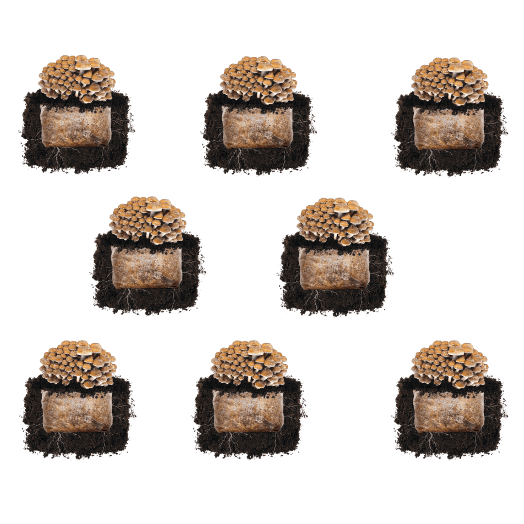 Chestnut 'Plant & Grow' Mushroom Starter Block
