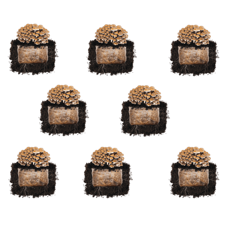 Chestnut 'Plant & Grow' Mushroom Starter Block
