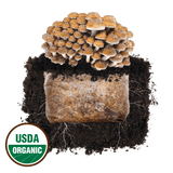 Chestnut 'Plant & Grow' Mushroom Starter Block