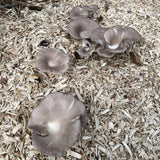 Italian Oyster 'Plant & Grow' Mushroom Starter Block