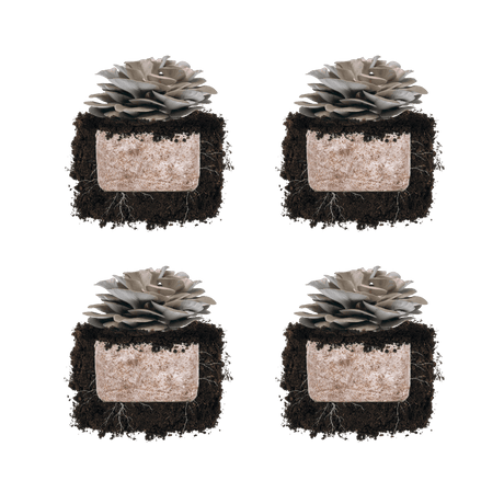 Italian Oyster 'Plant & Grow' Mushroom Starter Block