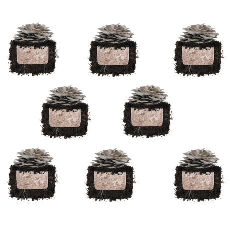 Italian Oyster 'Plant & Grow' Mushroom Starter Block