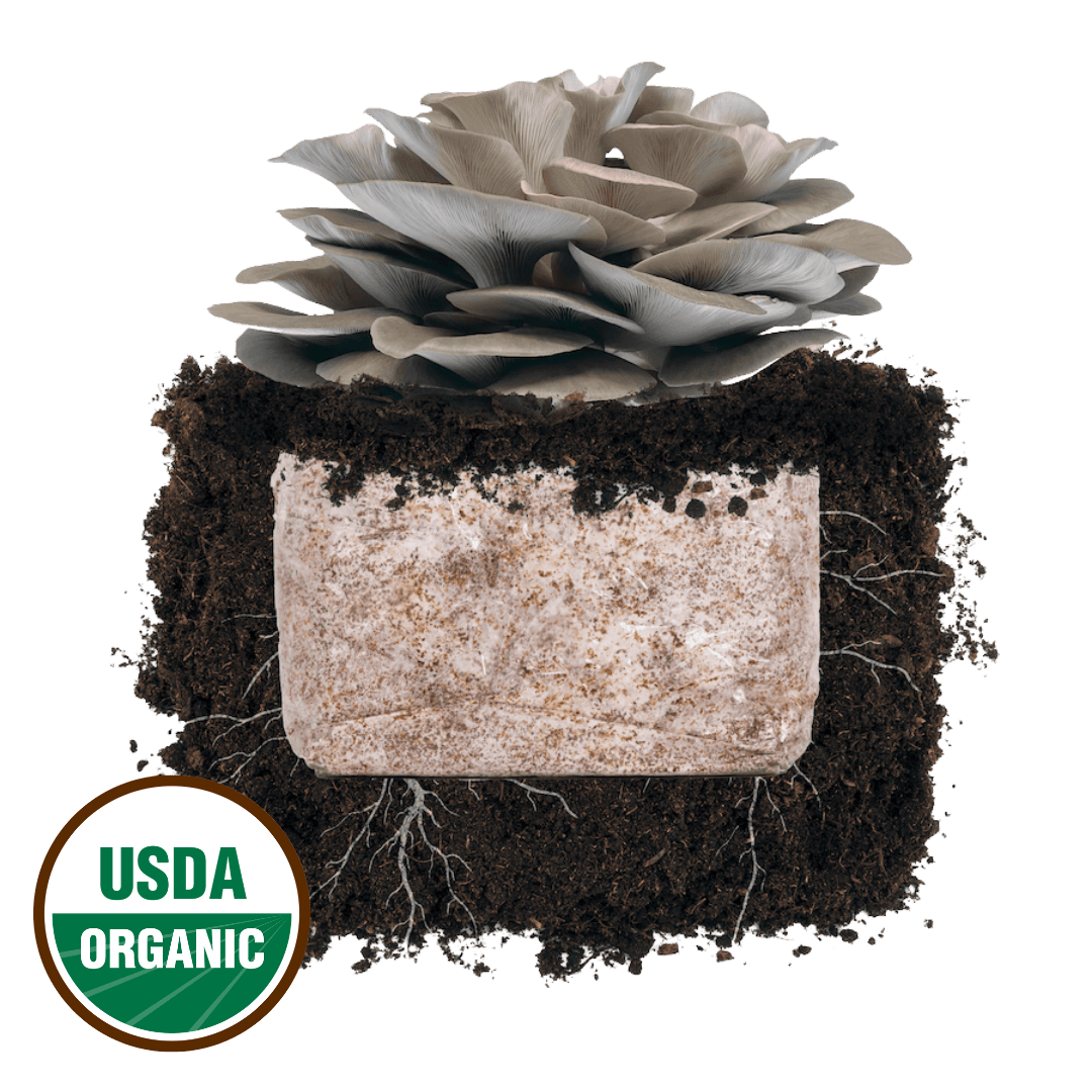 Italian Oyster 'Plant & Grow' Mushroom Starter Block