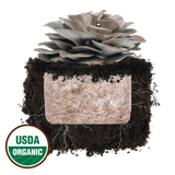 Italian Oyster 'Plant & Grow' Mushroom Starter Block