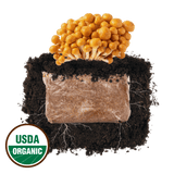 Nameko 'Plant & Grow' Mushroom Starter Block