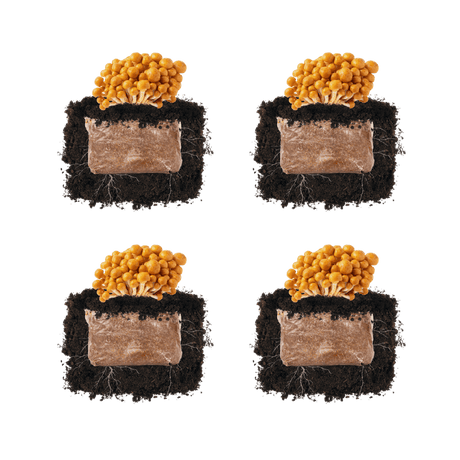 Nameko 'Plant & Grow' Mushroom Starter Block