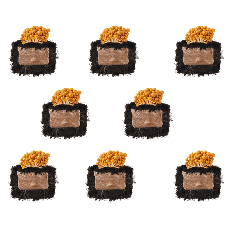 Nameko 'Plant & Grow' Mushroom Starter Block
