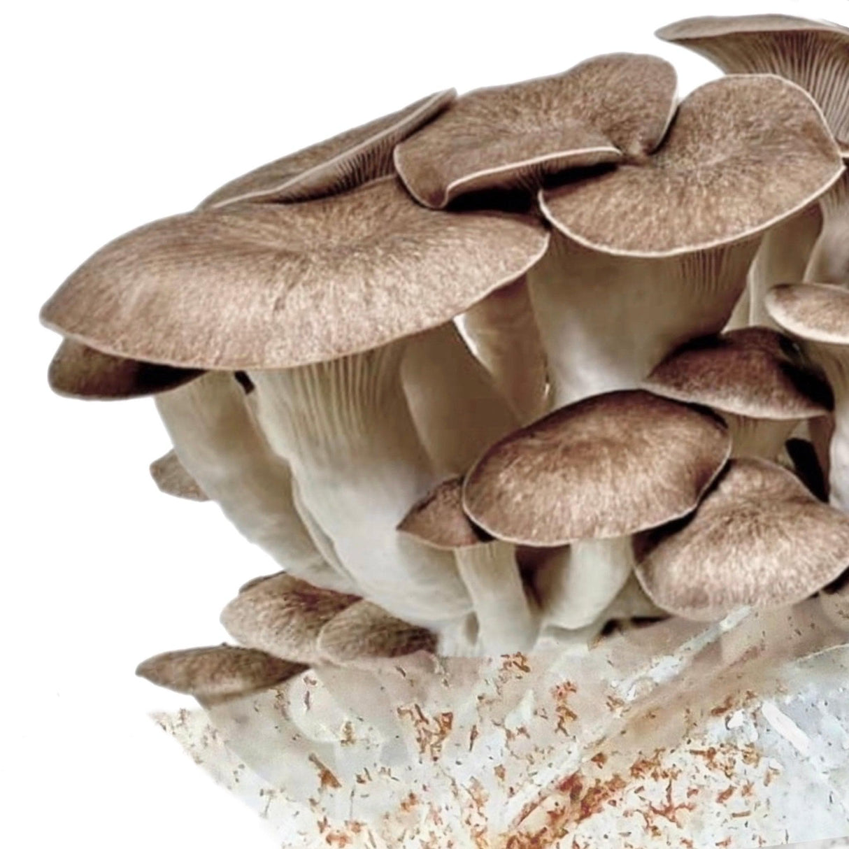 Organic Black King Mushroom Grow Kit Fruiting Block