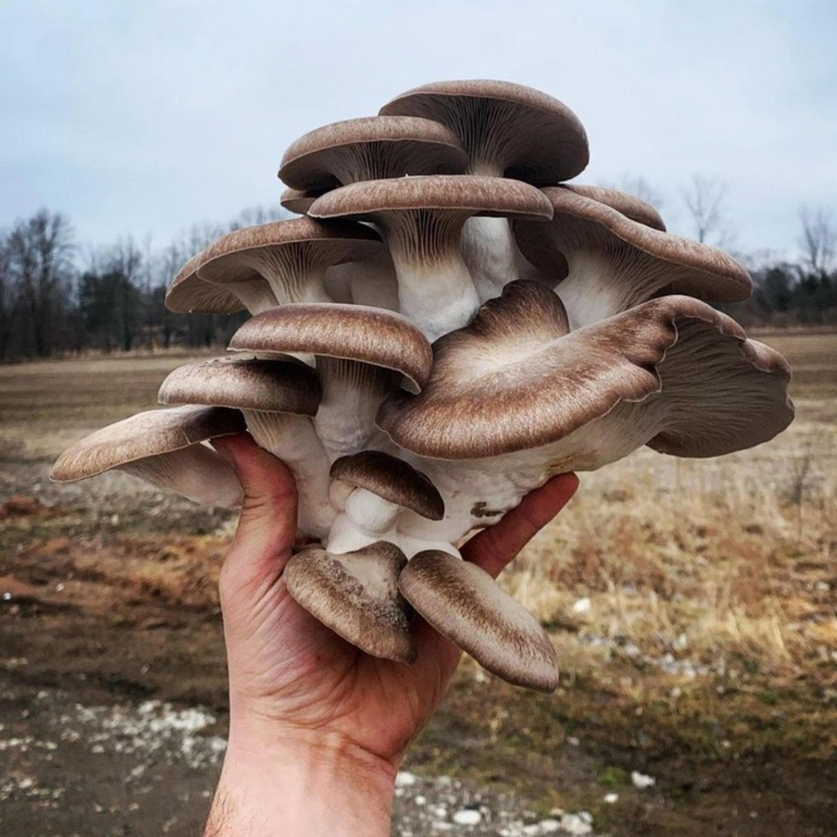 Black King Oyster 'Plant & Grow' Mushroom Starter Block
