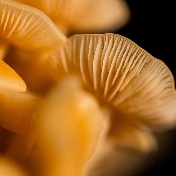 Organic Golden Enoki Mushroom Grow Kit Fruiting Block
