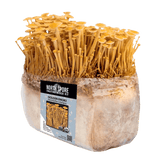 Organic Golden Enoki Mushroom Grow Kit Fruiting Block