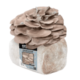 Organic Italian Oyster Mushroom Grow Kit Fruiting Block