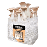 Organic King Trumpet Mushroom Grow Kit Fruiting Block