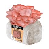 Organic Pink Oyster Mushroom Grow Kit Fruiting Block