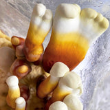 Reishi 'Plant & Grow' Mushroom Starter Block
