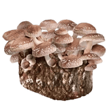 Organic Shiitake Mushroom Grow Kit Fruiting Block